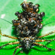 Illustration for article titled Unbelievable Assassin Bug Wears Its Victims Corpses as Armor